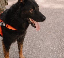Fred – Mischling, Männchen, 2 Jahre, Nordic Strays e.V. – Foto 7