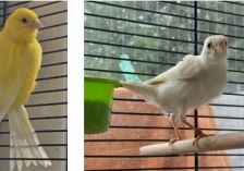 Clyde und Schneechen – Kanarienvogel, Unbekannt, Alter unbekannt, 70195 Stuttgart-Botnang – Foto 1