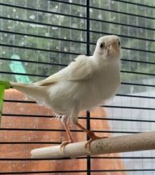 Clyde und Schneechen – Kanarienvogel, Unbekannt, Alter unbekannt, 70195 Stuttgart-Botnang – Foto 2