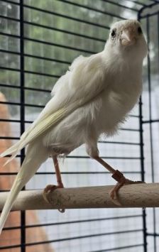 Clyde und Schneechen – Kanarienvogel, Unbekannt, Alter unbekannt, 70195 Stuttgart-Botnang – Foto 3