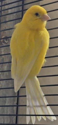 Clyde und Schneechen – Kanarienvogel, Unbekannt, Alter unbekannt, 70195 Stuttgart-Botnang – Foto 4