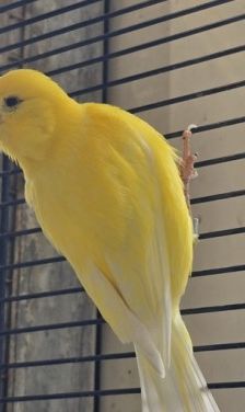 Clyde und Schneechen – Kanarienvogel, Unbekannt, Alter unbekannt, 70195 Stuttgart-Botnang – Foto 5