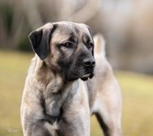 Aslan – Kangal, Männchen, 2 Jahre 8 Monate, 70195 Stuttgart-Botnang – Foto 1