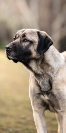 Aslan – Kangal, Männchen, 2 Jahre 8 Monate, 70195 Stuttgart-Botnang – Foto 2