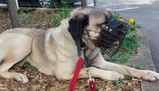 Aslan – Kangal, Männchen, 2 Jahre 8 Monate, 70195 Stuttgart-Botnang – Foto 11