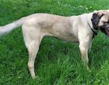 Aslan – Kangal, Männchen, 2 Jahre 8 Monate, 70195 Stuttgart-Botnang – Foto 12