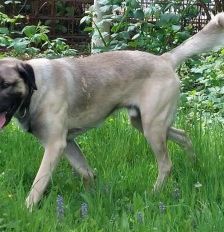 Aslan – Kangal, Männchen, 2 Jahre 8 Monate, 70195 Stuttgart-Botnang – Foto 14