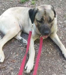 Aslan – Kangal, Männchen, 2 Jahre 8 Monate, 70195 Stuttgart-Botnang – Foto 17
