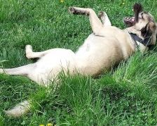 Aslan – Kangal, Männchen, 2 Jahre 8 Monate, 70195 Stuttgart-Botnang – Foto 19
