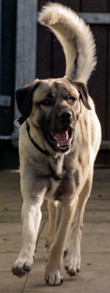 Aslan – Kangal, Männchen, 2 Jahre 8 Monate, 70195 Stuttgart-Botnang – Foto 20