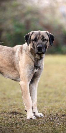Aslan – Kangal, Männchen, 2 Jahre 8 Monate, 70195 Stuttgart-Botnang – Foto 3
