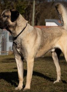 Aslan – Kangal, Männchen, 2 Jahre 8 Monate, 70195 Stuttgart-Botnang – Foto 21