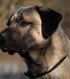 Aslan – Kangal, Männchen, 2 Jahre 8 Monate, 70195 Stuttgart-Botnang – Foto 22