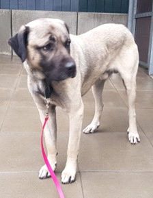 Aslan – Kangal, Männchen, 2 Jahre 8 Monate, 70195 Stuttgart-Botnang – Foto 23