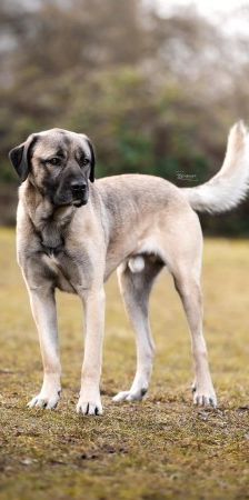 Aslan – Kangal, Männchen, 2 Jahre 8 Monate, 70195 Stuttgart-Botnang – Foto 4