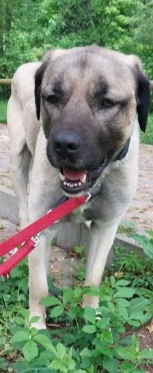 Aslan – Kangal, Männchen, 2 Jahre 8 Monate, 70195 Stuttgart-Botnang – Foto 5