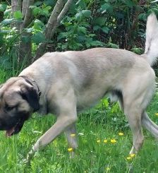 Aslan – Kangal, Männchen, 2 Jahre 8 Monate, 70195 Stuttgart-Botnang – Foto 8