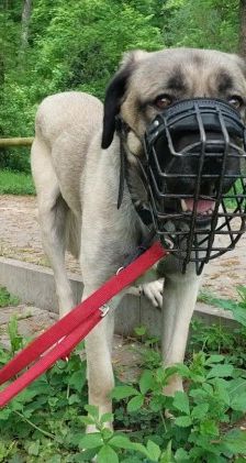 Aslan – Kangal, Männchen, 2 Jahre 8 Monate, 70195 Stuttgart-Botnang – Foto 10
