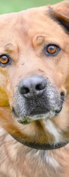 Klaus – Schäferhund-Mix, Männchen, 5 Jahre 5 Monate, 13057 Berlin – Foto 1