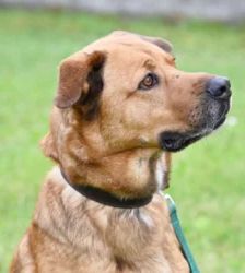 Klaus – Schäferhund-Mix, Männchen, 5 Jahre 5 Monate, 13057 Berlin – Foto 2