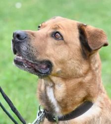 Klaus – Schäferhund-Mix, Männchen, 5 Jahre 5 Monate, 13057 Berlin – Foto 3