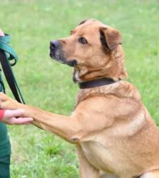 Klaus – Schäferhund-Mix, Männchen, 5 Jahre 5 Monate, 13057 Berlin – Foto 4