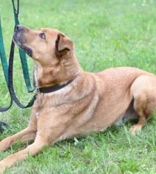Klaus – Schäferhund-Mix, Männchen, 5 Jahre 5 Monate, 13057 Berlin – Foto 5