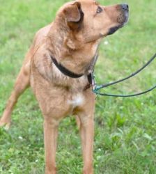 Klaus – Schäferhund-Mix, Männchen, 5 Jahre 5 Monate, 13057 Berlin – Foto 6