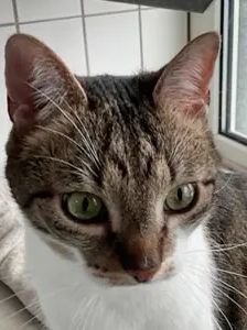 Feivel – EKH, Männchen, 8 Jahre, 90537 Feucht – Foto 1