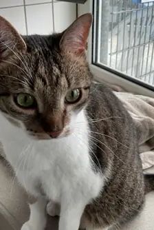 Feivel – EKH, Männchen, 8 Jahre, 90537 Feucht – Foto 3