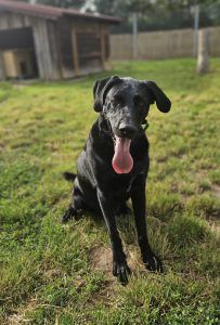 Bobby – Labrador Mischling, Männchen, Alter unbekannt, 97525 Schwebheim – Foto 1