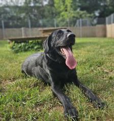 Bobby – Labrador Mischling, Männchen, Alter unbekannt, 97525 Schwebheim – Foto 2