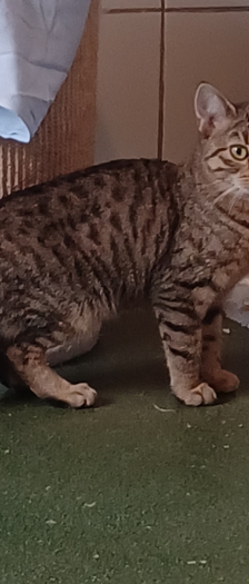 Twiggy – Katze, Weibchen, Alter unbekannt, 28357 Bremen – Foto 3