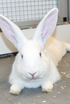 Milky – Zwergkaninchen, Männchen, 8 Monate, 90537 Feucht – Foto 1