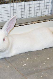 Milky – Zwergkaninchen, Männchen, 8 Monate, 90537 Feucht – Foto 2