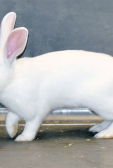 Milky – Zwergkaninchen, Männchen, 8 Monate, 90537 Feucht – Foto 3