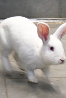 Milky – Zwergkaninchen, Männchen, 8 Monate, 90537 Feucht – Foto 4