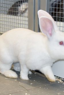 Milky – Zwergkaninchen, Männchen, 8 Monate, 90537 Feucht – Foto 5