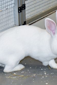 Milky – Zwergkaninchen, Männchen, 8 Monate, 90537 Feucht – Foto 6
