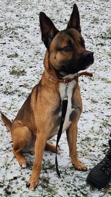 Monty – Border-Collie-American-Bulldog-Mix, Männchen, 1 Jahr 5 Monate, 70195 Stuttgart-Botnang – Foto 1
