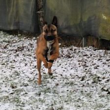 Monty – Border-Collie-American-Bulldog-Mix, Männchen, 1 Jahr 5 Monate, 70195 Stuttgart-Botnang – Foto 2