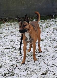 Monty – Border-Collie-American-Bulldog-Mix, Männchen, 1 Jahr 5 Monate, 70195 Stuttgart-Botnang – Foto 3