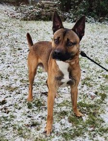 Monty – Border-Collie-American-Bulldog-Mix, Männchen, 1 Jahr 5 Monate, 70195 Stuttgart-Botnang – Foto 5
