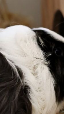 Flecky & Toffifee – Meerschweinchen, Männchen, 1 Jahr 6 Monate, 39576 Stendal – Foto 1