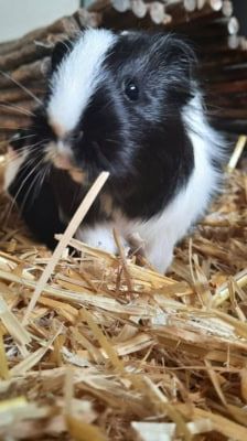 Flecky & Toffifee – Meerschweinchen, Männchen, 1 Jahr 6 Monate, 39576 Stendal – Foto 3