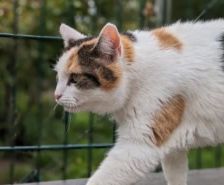 Flecky & Toffifee – Meerschweinchen, Männchen, 1 Jahr 6 Monate, 39576 Stendal – Foto 25