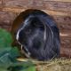 Flecky & Toffifee – Meerschweinchen, Männchen, 1 Jahr 6 Monate, 39576 Stendal – Foto 29