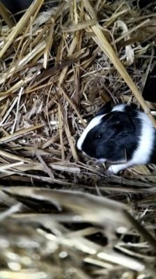 Flecky & Toffifee – Meerschweinchen, Männchen, 1 Jahr 6 Monate, 39576 Stendal – Foto 4