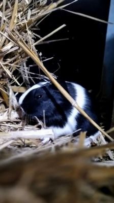 Flecky & Toffifee – Meerschweinchen, Männchen, 1 Jahr 6 Monate, 39576 Stendal – Foto 5