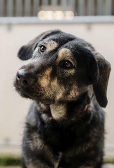 Soy – Herdenschutzhund - Mix, Weibchen, 1 Jahr 6 Monate, 97074 Würzburg – Foto 1